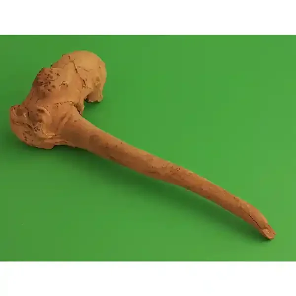 Amtra Guinea Wurzel 01