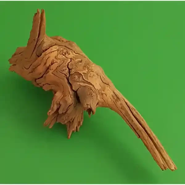 Amtra Guinea Wurzel 05