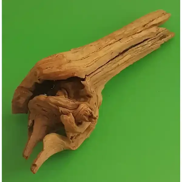 Amtra Guinea Wurzel 22