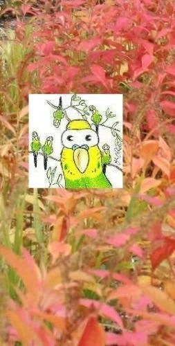 Futter & Spiielzeug für Wellensittiche & Papageien / Futterpflanzen selbst anziehen