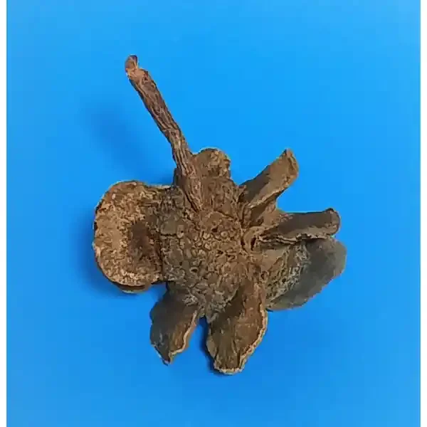 Natürlicher Deko-Zapfen 5-7cm