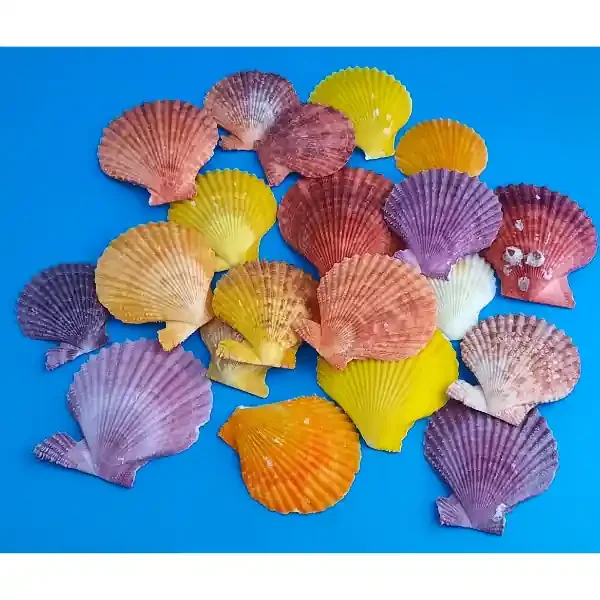 Pecten Nobilis bunte Kamm-Muschel Naturdeko 300g Netz