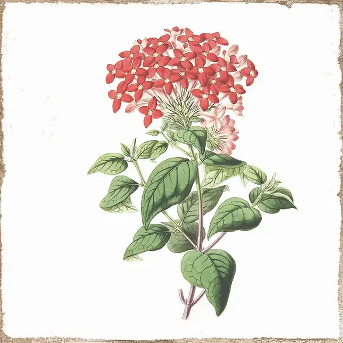 Wandfliese Retro-Dekor 15×15 cm „Forli Flowers“ mit roten Blüten glänzend